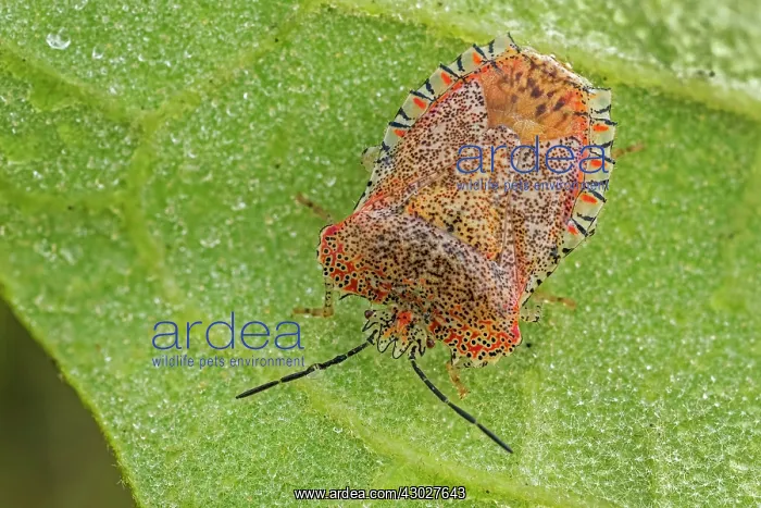 : Stink Bug, Cueva de los Guacharos National Park : Stink Bug, Cueva de los Guacharos National Park