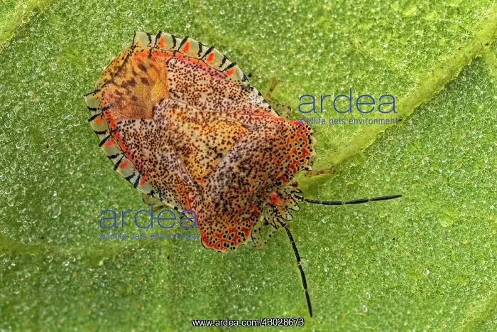 : Stink Bug, Cueva de los Guacharos National Park : Stink Bug, Cueva de los Guacharos National Park