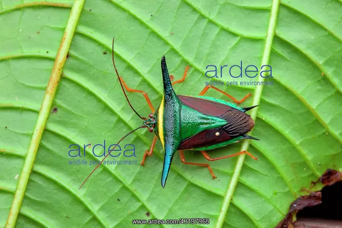 : Stink bug (Edessa trabeata) on a leaf, Belizon : Stink bug (Edessa trabeata) on a leaf, Belizon