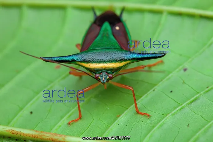 : Stink bug (Edessa trabeata) on a leaf, Belizon : Stink bug (Edessa trabeata) on a leaf, Belizon