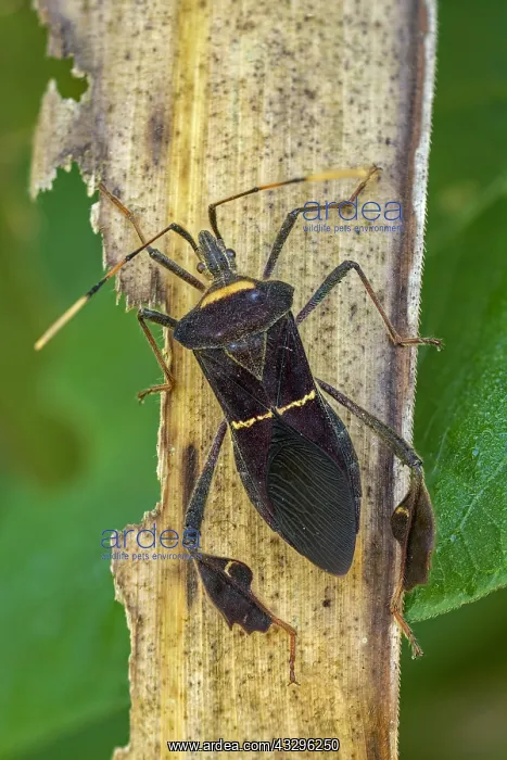 : Stink Bug (Hemiptera) Tatama National Park, Risaralda : Stink Bug (Hemiptera) Tatama National Park, Risaralda