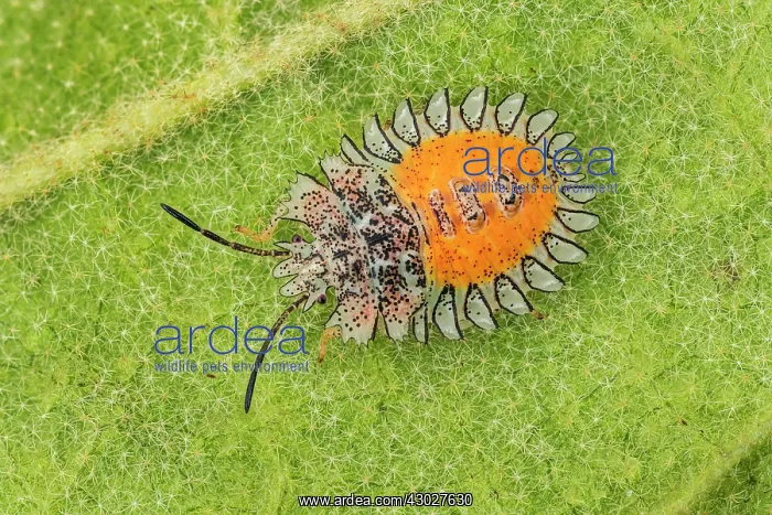 : Stink Bug, larva, Cueva de los Guacharos National : Stink Bug, larva, Cueva de los Guacharos National