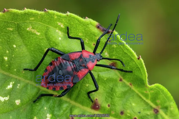 : Stink Bug, larva, Cueva de los Guacharos National : Stink Bug, larva, Cueva de los Guacharos National
