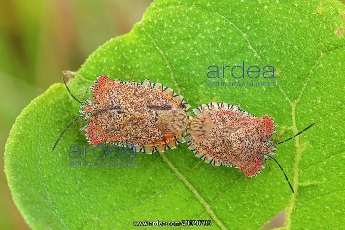 : Stink Bug, mating, Cueva de los Guacharos National : Stink Bug, mating, Cueva de los Guacharos National