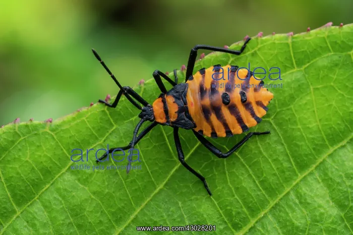 : stink bug, nymph, orange, Las Tangaras Bird Reserve : stink bug, nymph, orange, Las Tangaras Bird Reserve