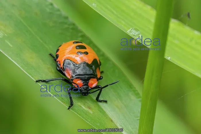 : stink bug, nymph, orange, Las Tangaras Bird Reserve : stink bug, nymph, orange, Las Tangaras Bird Reserve