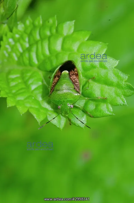 : Stink Bug - Weda, Halmahera, Indonesia : Stink Bug - Weda, Halmahera, Indonesia