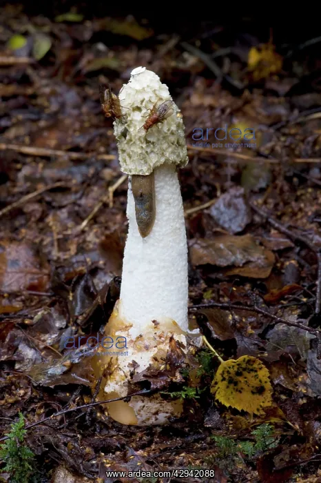 : Stinkhorn. (Phallus impudicus). Nap Wood Nature Reserve, E : Stinkhorn. (Phallus impudicus). Nap Wood Nature Reserve, E