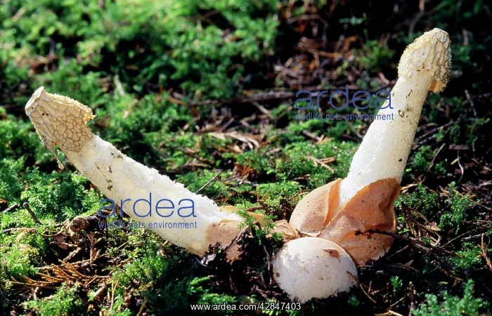 : Stinkhorn Fungi : Stinkhorn Fungi