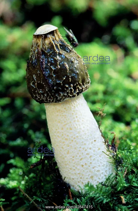 : Stinkhorn Fungi : Stinkhorn Fungi