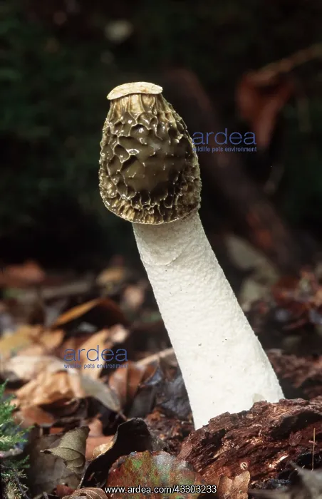 : STINKHORN FUNGI - growing through leaf litter : STINKHORN FUNGI - growing through leaf litter