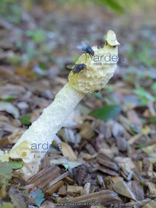: Stinkhorn fungus : Stinkhorn fungus