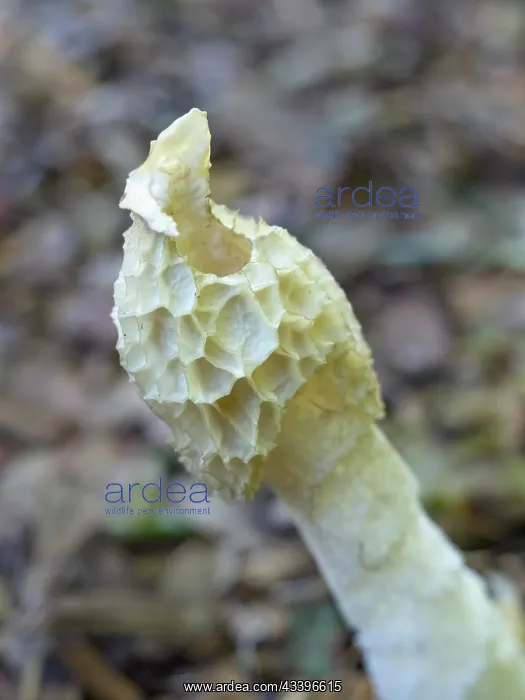 : Stinkhorn fungus with bluebottle flies : Stinkhorn fungus with bluebottle flies