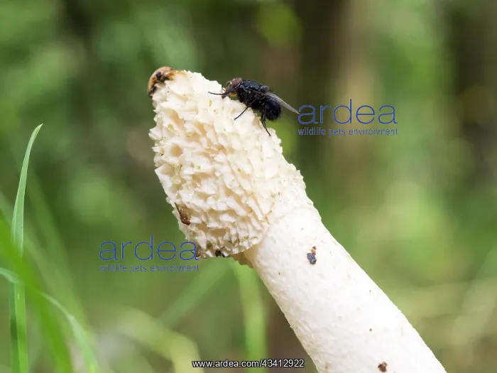 : Stinkhorn fungus - UK : Stinkhorn fungus - UK