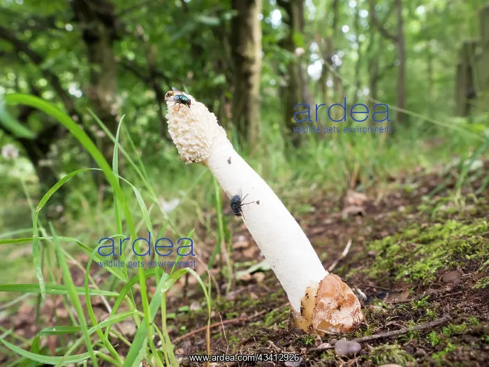 : Stinkhorn fungus - UK : Stinkhorn fungus - UK