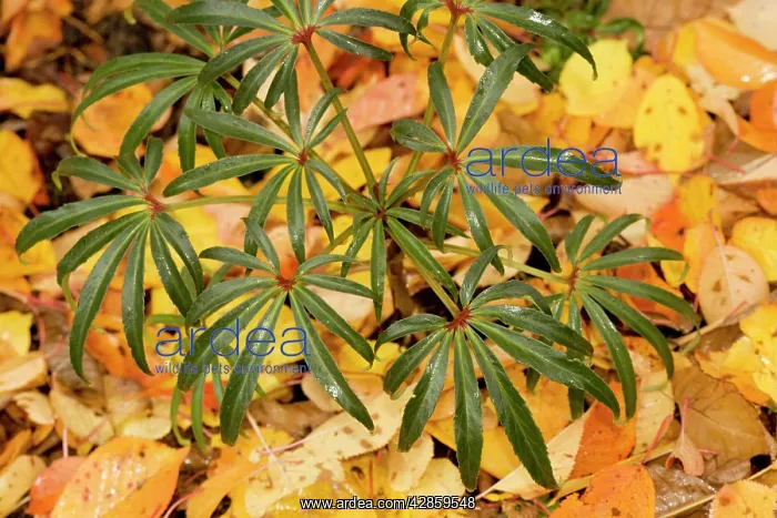 : Stinking hellebore in autumn, with fallen cherry leaves : Stinking hellebore in autumn, with fallen cherry leaves