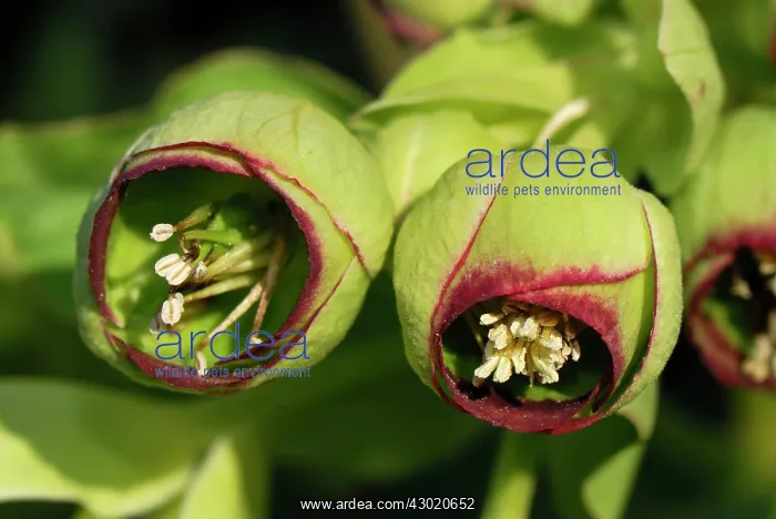 : Stinking Hellebore Bear's Foot Bearsfoot Setterwort : Stinking Hellebore Bear's Foot Bearsfoot Setterwort