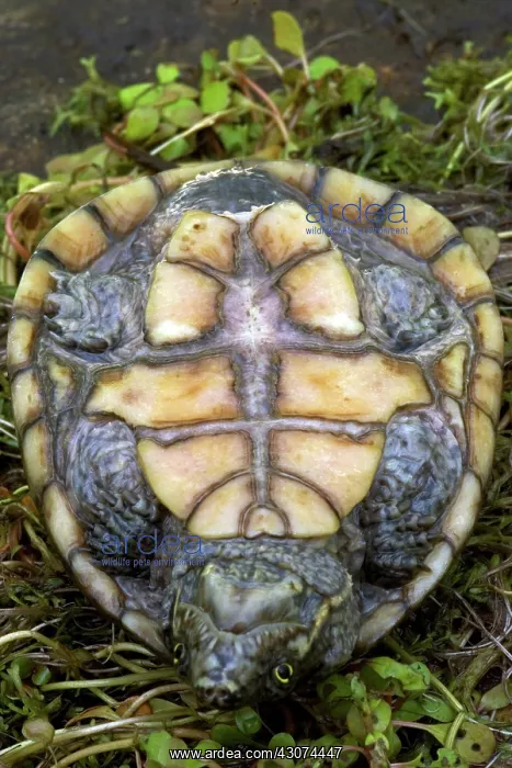 : Stinkpot Turtle : Stinkpot Turtle