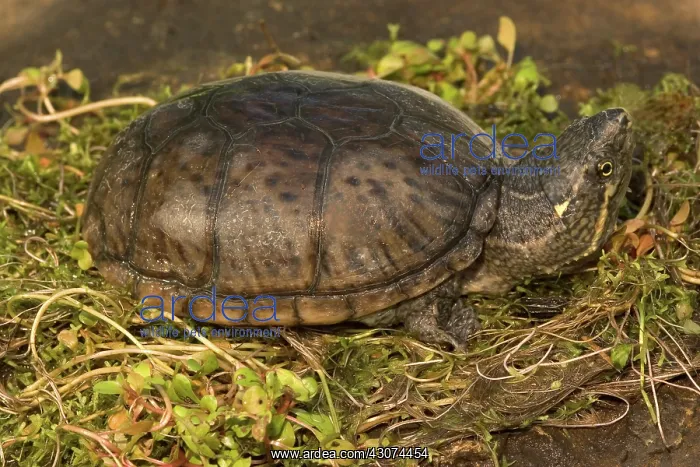  : Stinkpot Turtle