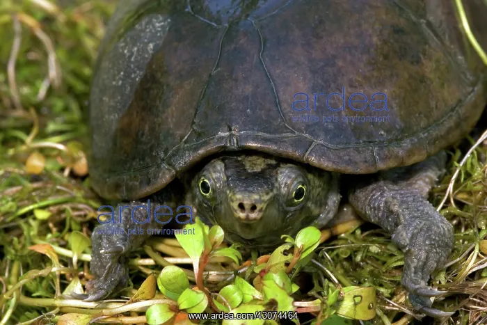 : Stinkpot Turtle : Stinkpot Turtle