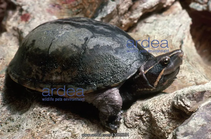 : Stinkpot Turtle : Stinkpot Turtle