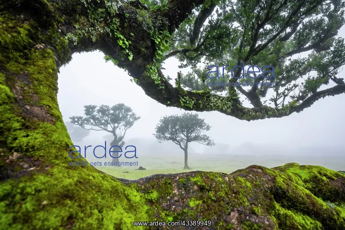 : Stinkwood (Ocotea foetens) overgrown with moss and : Stinkwood (Ocotea foetens) overgrown with moss and