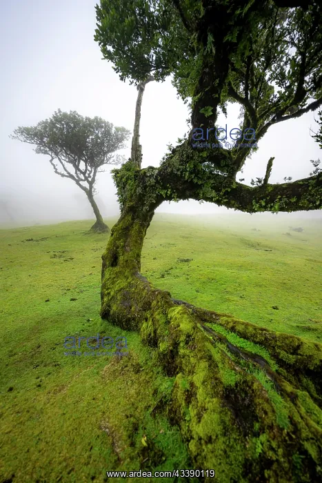 : Stinkwood (Ocotea foetens) overgrown with moss and : Stinkwood (Ocotea foetens) overgrown with moss and