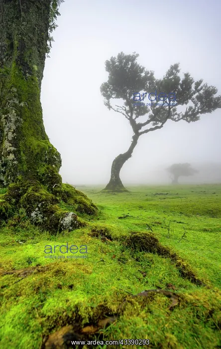 : Stinkwood (Ocotea foetens) overgrown with moss and : Stinkwood (Ocotea foetens) overgrown with moss and