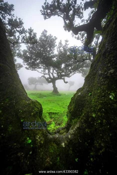 : Stinkwood (Ocotea foetens) overgrown with moss and : Stinkwood (Ocotea foetens) overgrown with moss and