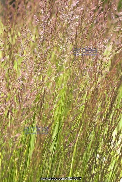 : Stipabrachytricha : Stipabrachytricha