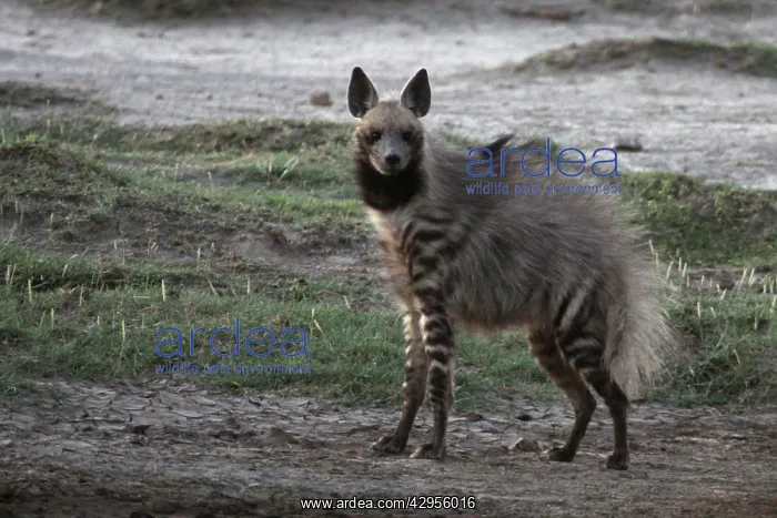 : Stiped Hyena - with mating season coat : Stiped Hyena - with mating season coat