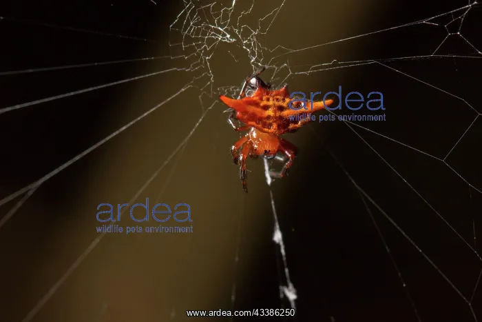 : Stirrup shell (Gasteracantha versicolor) in its : Stirrup shell (Gasteracantha versicolor) in its