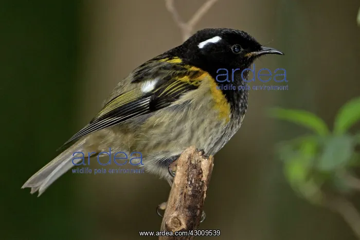 : Stitchbird / Hihi : Stitchbird / Hihi