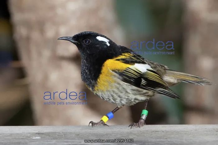: Stitchbird / Hihi - male : Stitchbird / Hihi - male