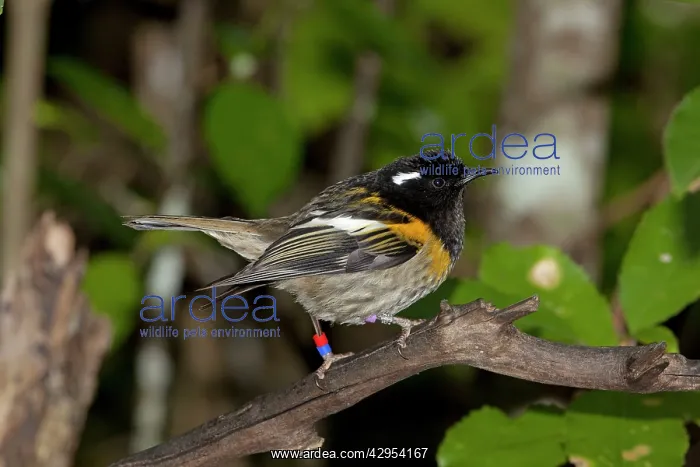 : Stitchbird / Hihi - male : Stitchbird / Hihi - male