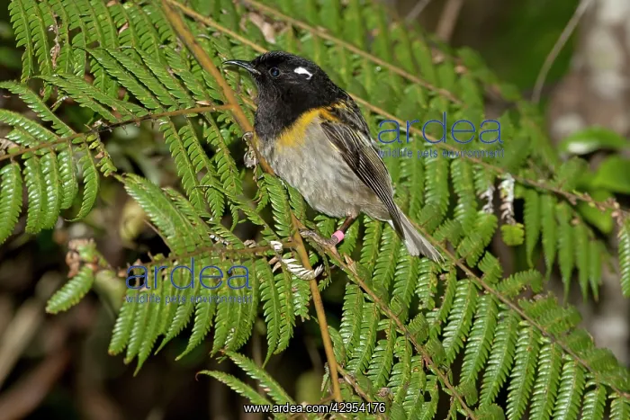 : Stitchbird / Hihi - male : Stitchbird / Hihi - male