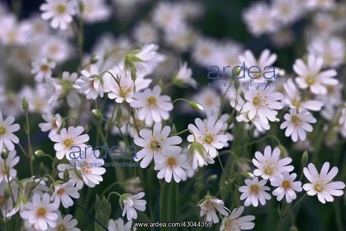 : Stitchwort : Stitchwort