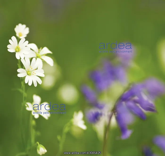  : Stitchwort