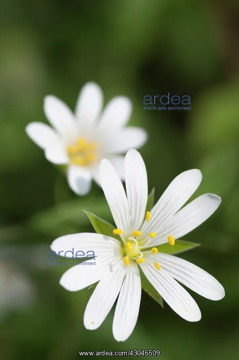 : Stitchwort : Stitchwort
