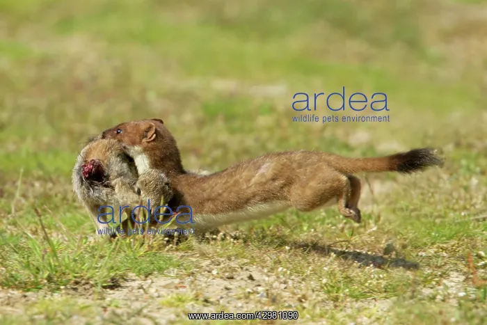 : Stoat - carrying rabbit : Stoat - carrying rabbit