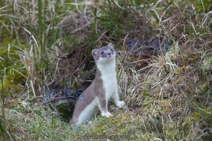 : Stoat  /  Ermine - adult animal - Germany