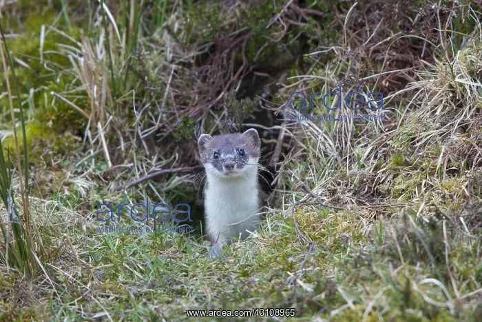  : Stoat  /  Ermine - adult animal - Germany