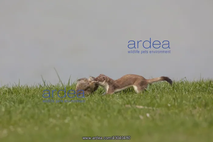 : Stoat / Ermine - adult with killed Suslik / European : Stoat / Ermine - adult with killed Suslik / European