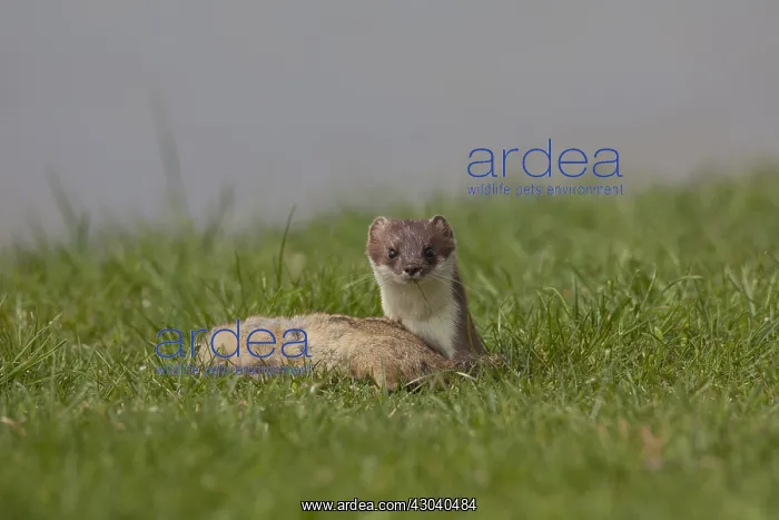 : Stoat / Ermine - adult with killed Suslik / European : Stoat / Ermine - adult with killed Suslik / European