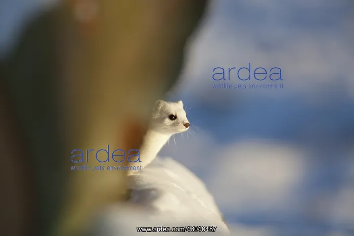 : Stoat / Ermine - adult in winter coat - Denmark : Stoat / Ermine - adult in winter coat - Denmark
