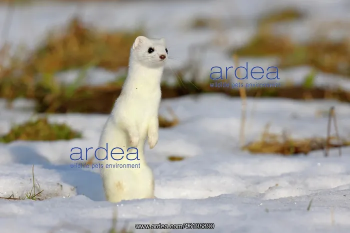 : Stoat or Ermine (Mustela erminea) in its winter : Stoat or Ermine (Mustela erminea) in its winter