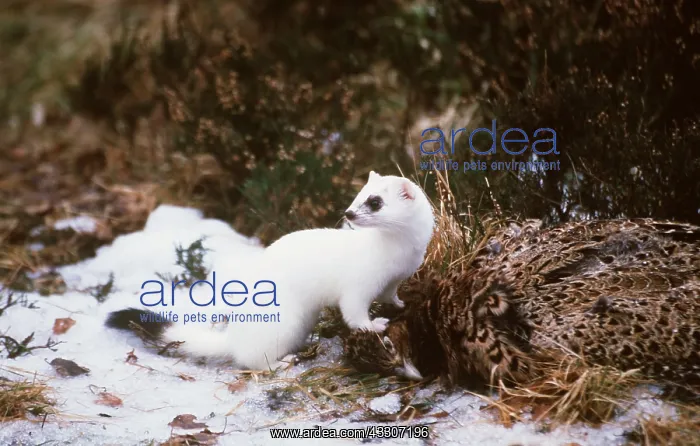 : STOAT / Ermine / Short-tailed weasel - with paw : STOAT / Ermine / Short-tailed weasel - with paw