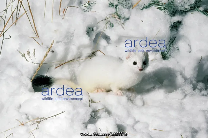 : STOAT / Ermine / Short-tailed weasel - in snow : STOAT / Ermine / Short-tailed weasel - in snow