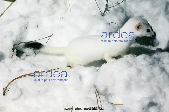 : STOAT / Ermine / Short-tailed weasel - in snow, January : STOAT / Ermine / Short-tailed weasel - in snow, January
