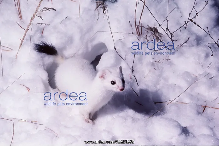 : STOAT / Ermine / Short-tailed weasel - in snow : STOAT / Ermine / Short-tailed weasel - in snow